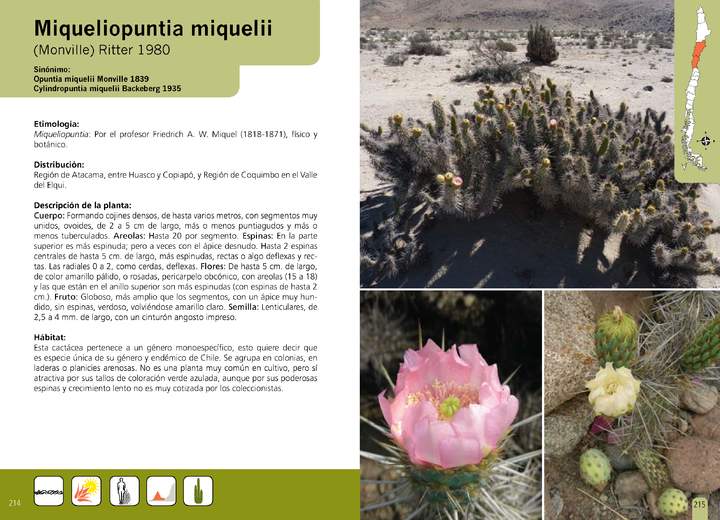 Miqueliopuntia miquelii