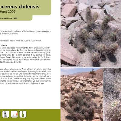 Haageocereus chilensis