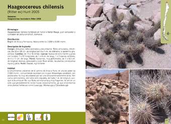 Haageocereus chilensis