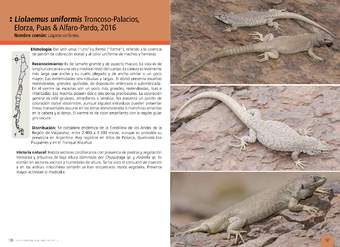Liolaemus uniformis