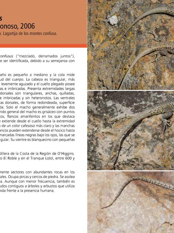 Liolaemus confusus