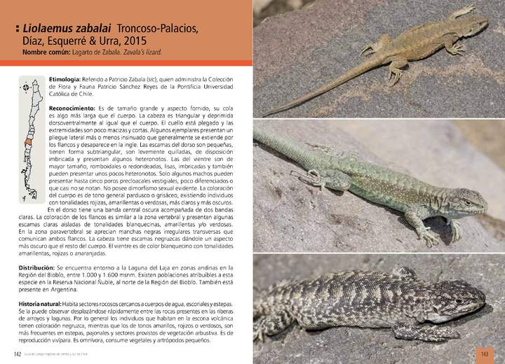 Liolaemus zabalai