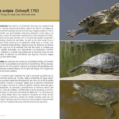 Trachemys scripta