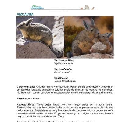 Lagidium viscacia