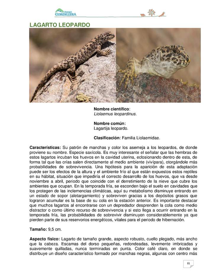 Liolaemus leopardinus