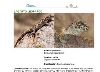 Liolaemus leopardinus