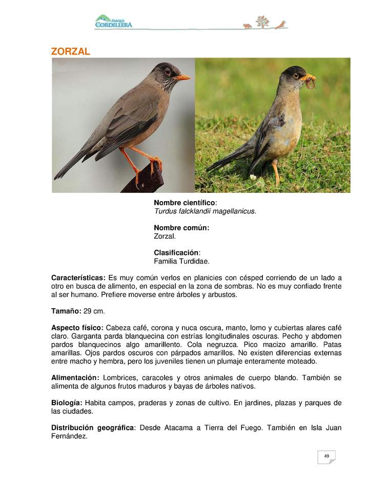 Turdus falcklandii magellanicus