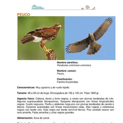 Parabuteo unicinctus unicinctus