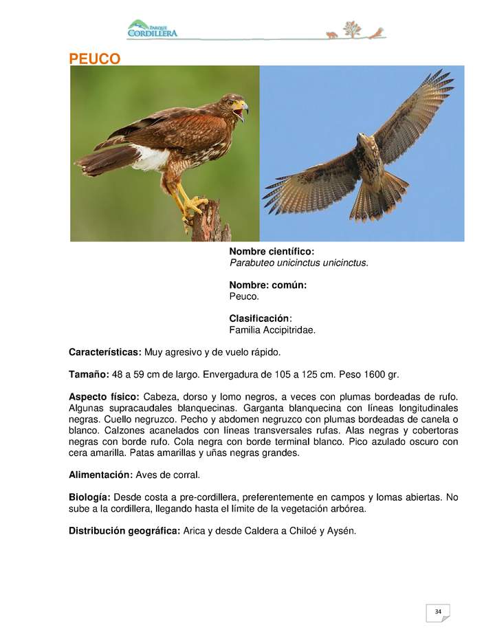 Parabuteo unicinctus unicinctus