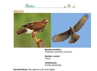 Parabuteo unicinctus unicinctus