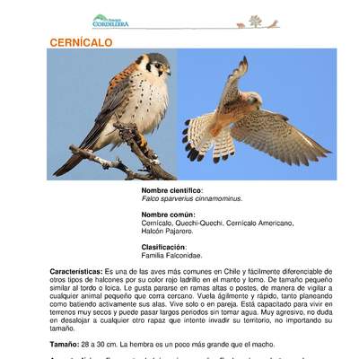Falco sparverius cinnamominus