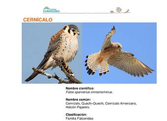 Falco sparverius cinnamominus