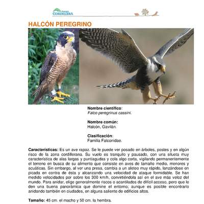 Falco peregrinus cassini