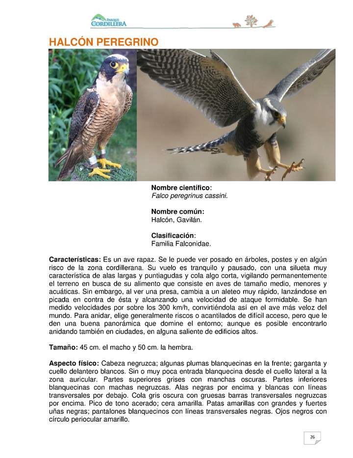 Falco peregrinus cassini