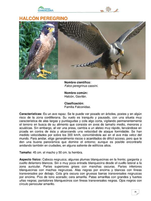 Falco peregrinus cassini