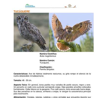 Bubo magellanicus