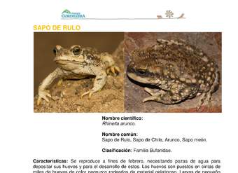 Rhinella arunco