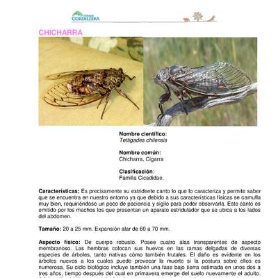 Tettigades chilensis