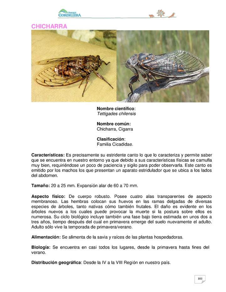 Tettigades chilensis