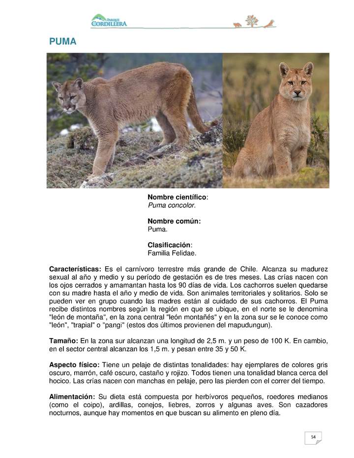 Puma concolor