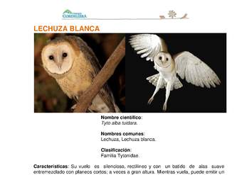 Tyto alba tuidara