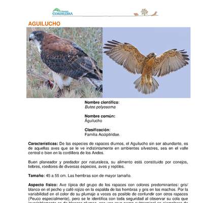 Buteo polyosoma