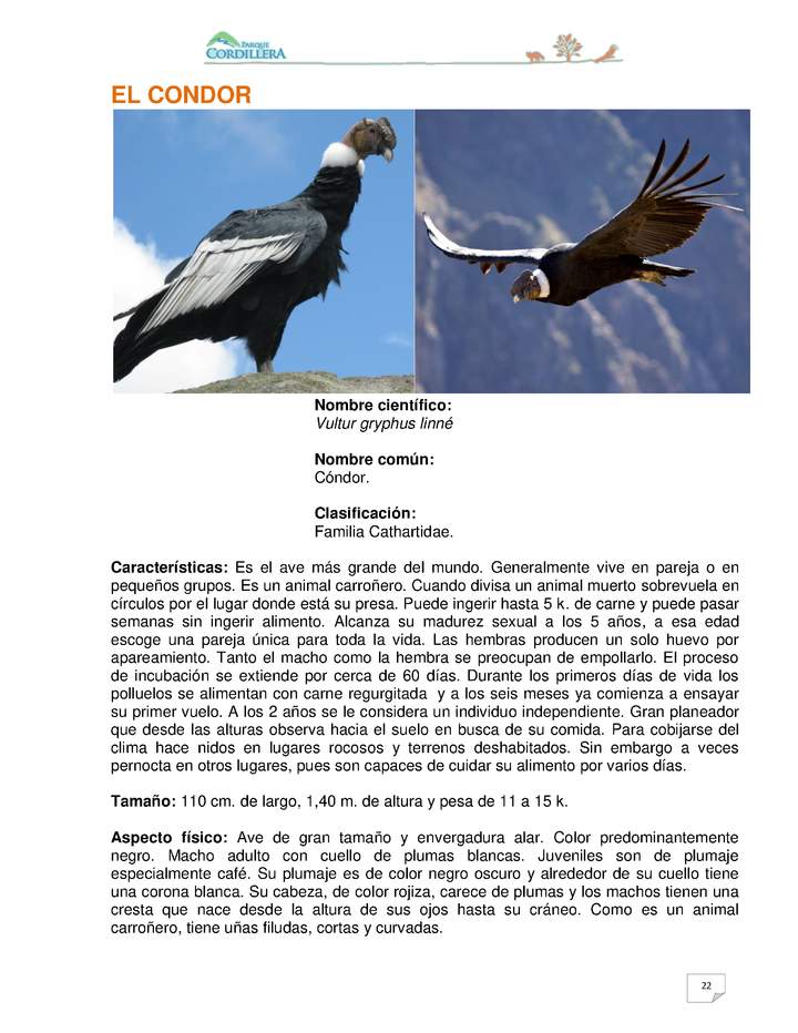 Vultur gryphus linné