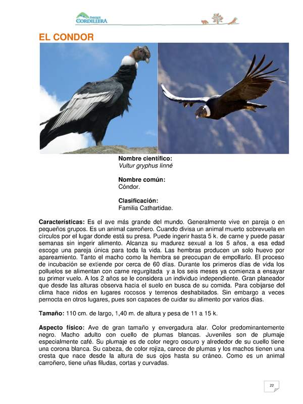 Vultur gryphus linné