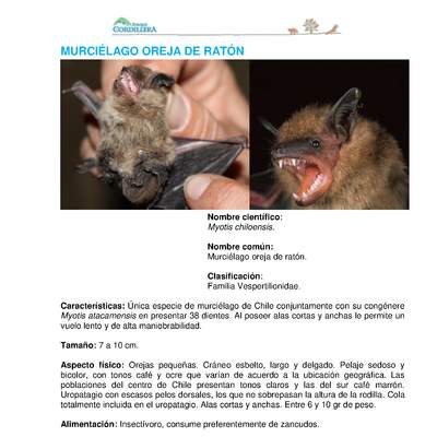 Myotis chiloensis