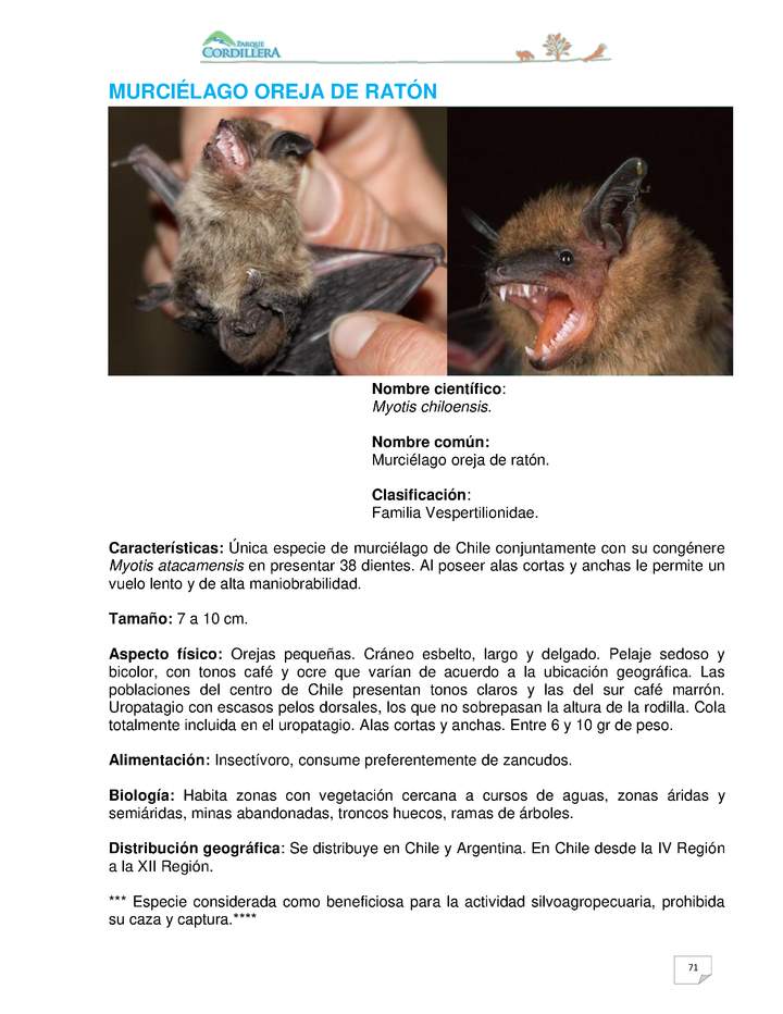 Myotis chiloensis