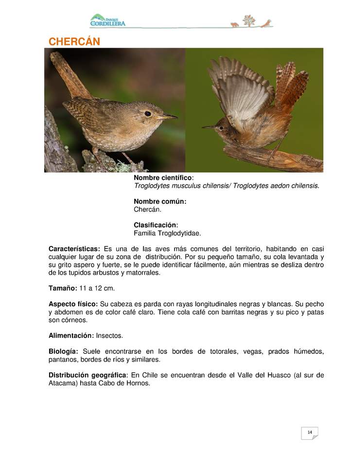 Troglodytes musculus chilensis Troglodytes aedon chilensis