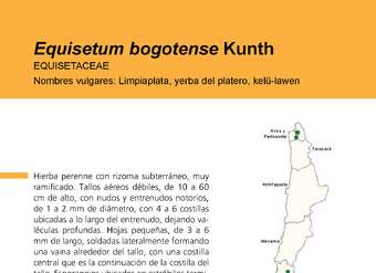 Equisetum bogotense