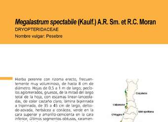 Megalastrum spectabile