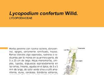 Lycopodium confertum