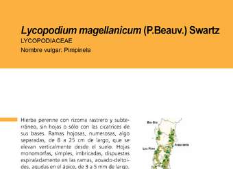 Lycopodium magellanicum