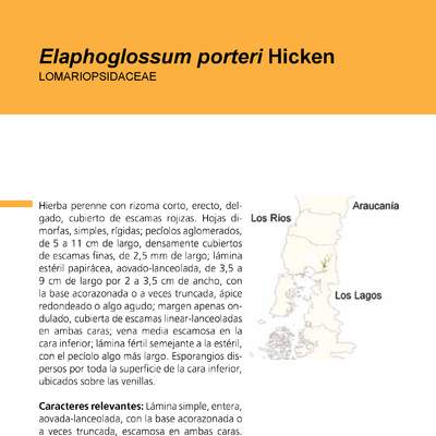 Elaphoglossum porteri