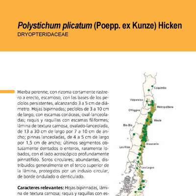 Polystichum plicatum (2)