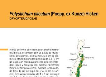 Polystichum plicatum (2)