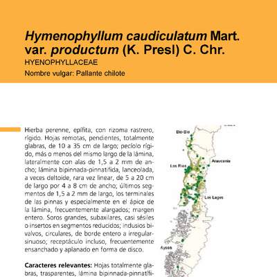 Hymenophyllum caudiculatum