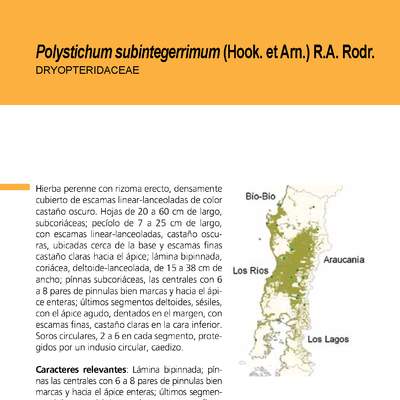 Helechos: Polystichum subintegerrimum