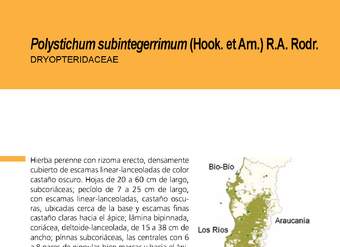 Helechos: Polystichum subintegerrimum