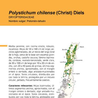 Polystichum chilense