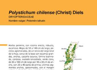 Polystichum chilense