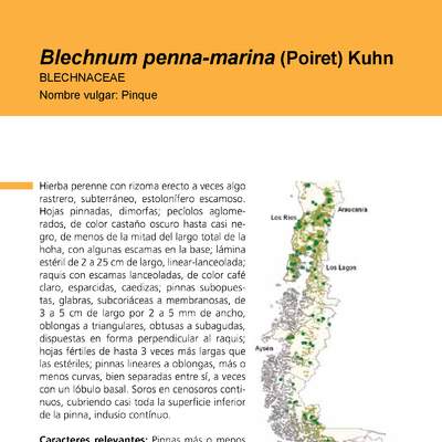 Blechnum penna-marina