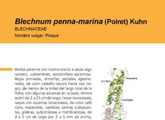 Blechnum penna-marina