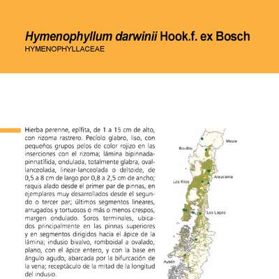 Hymenophyllum darwinii