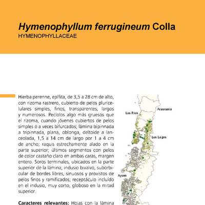 Hymenophyllum ferrugineum