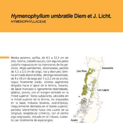 Hymenophyllum umbratile