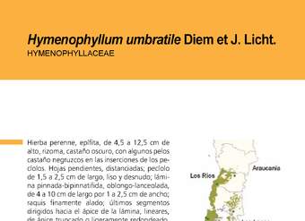 Hymenophyllum umbratile