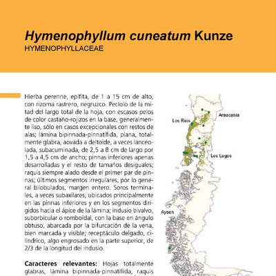Hymenophyllum cuneatum